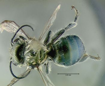 Media type: image;   Entomology 610959 Aspect: habitus dorsal view
